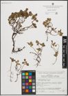 Foto von Salix polaris Wahlenb.